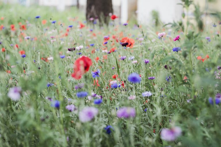 luka may flowers nature meadow 5249892