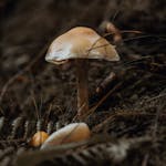 A mushroom is sitting on the ground in the woods